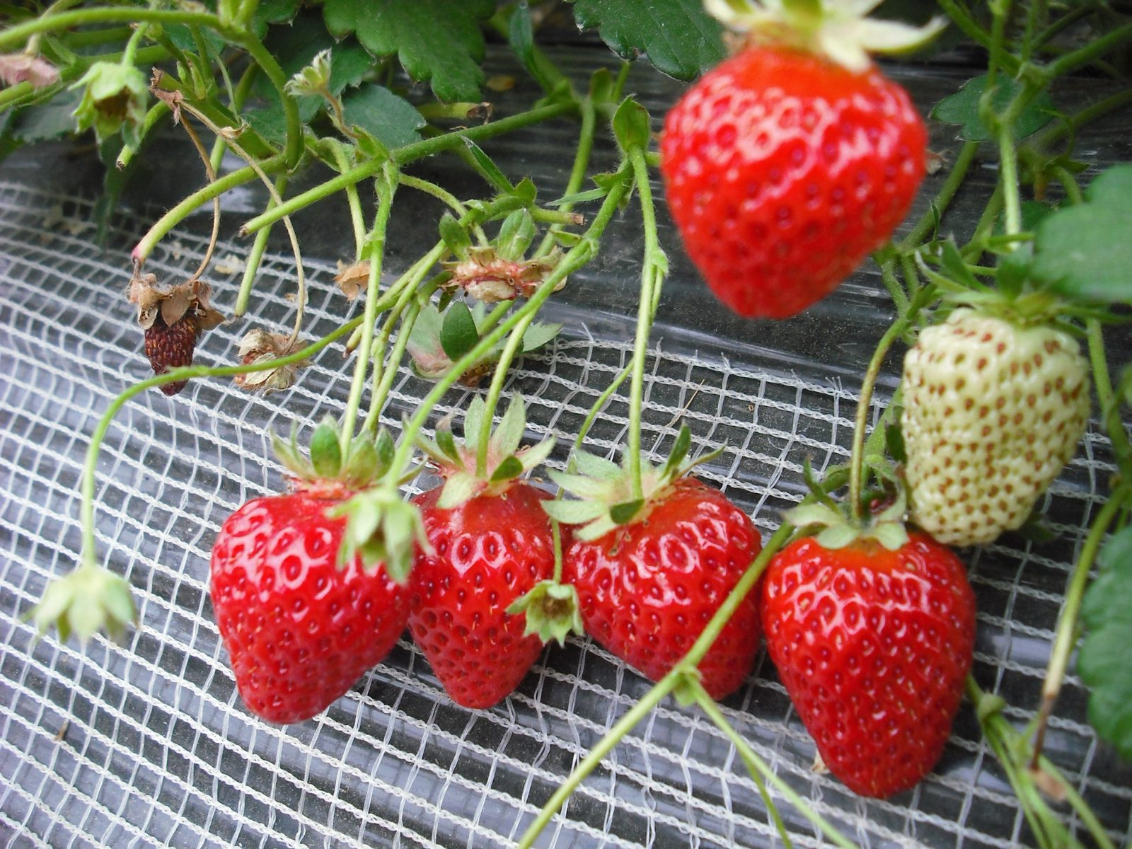 見て、とって、食べて、収穫体験（いちご狩り）