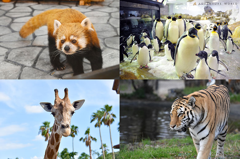 動物たちの画像